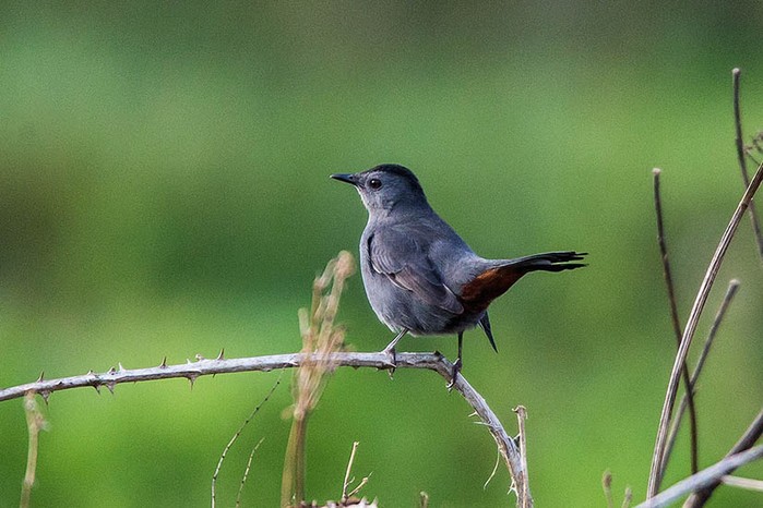 Grey Catbird