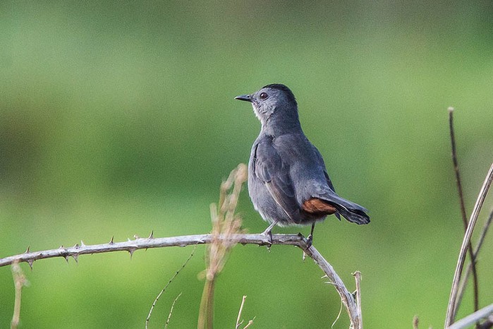 Grey Catbird