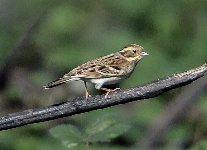 Rustic Bunting