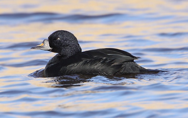 Common Scoter