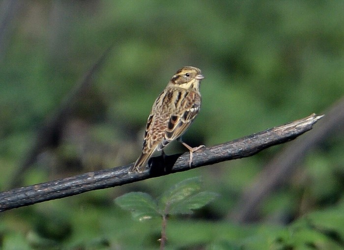 Rustic Bunting