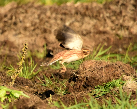 Rustic Bunting