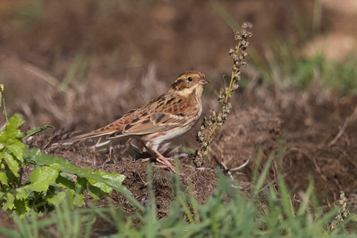 Rustic Bunting