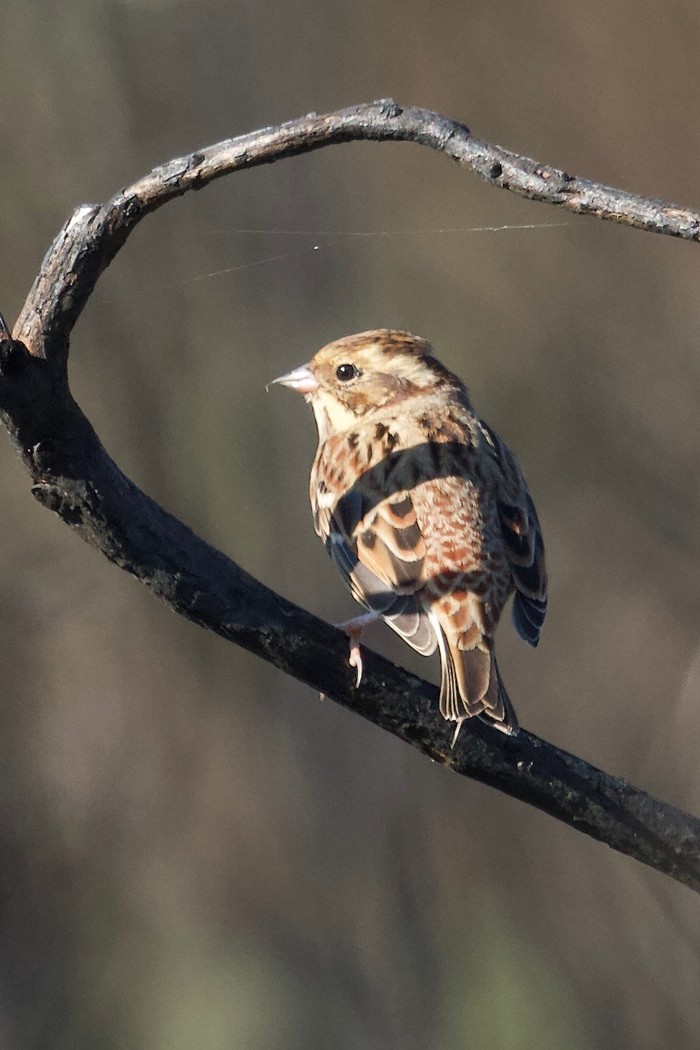 Rustic Bunting