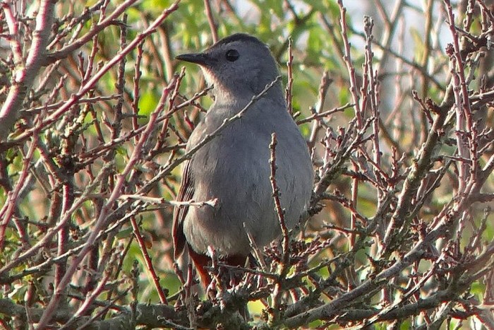 Grey Catbird