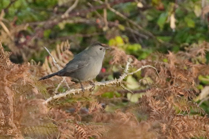 Grey Catbird