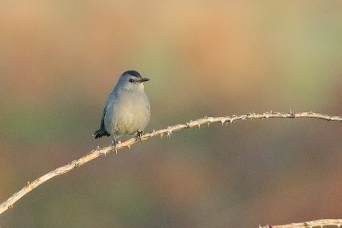 Grey Catbird
