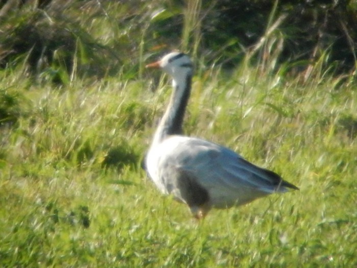 Bar-headed Goose