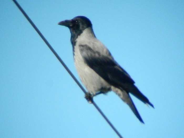 Hooded Crow