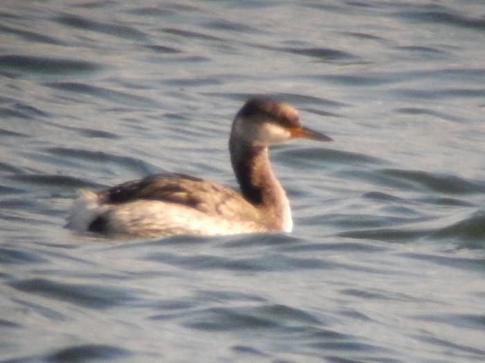Red-necked Grebe