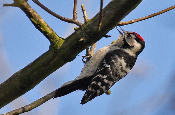 Lesser Spotted Woodpecker