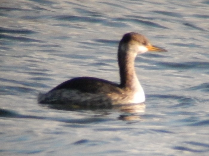 Red-necked Grebe