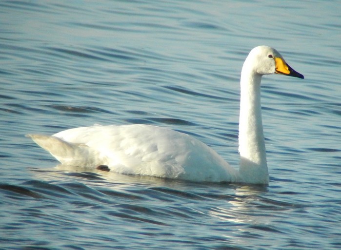 Whooper Swan