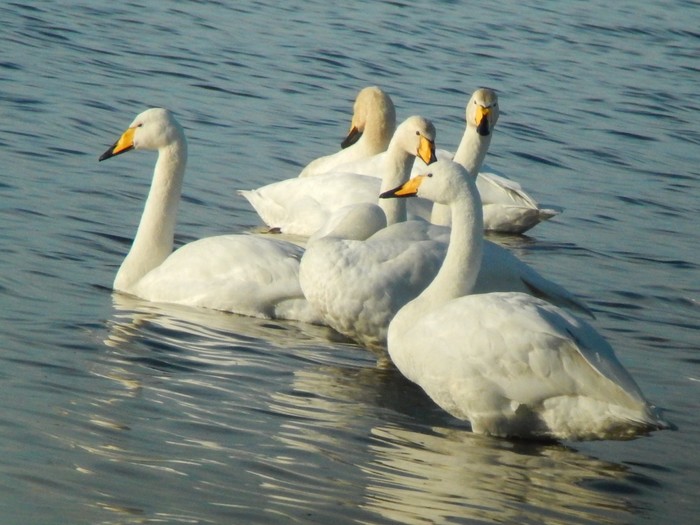 Whooper Swan