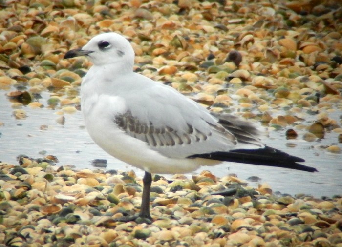 Mediterranean Gull