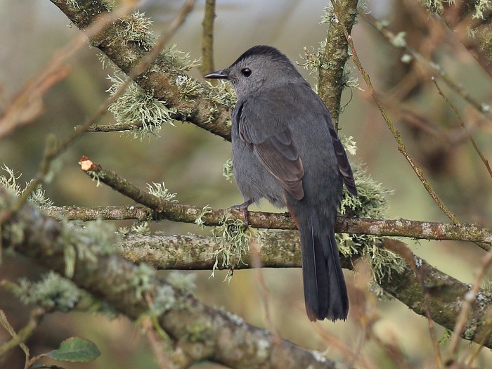 Grey Catbird