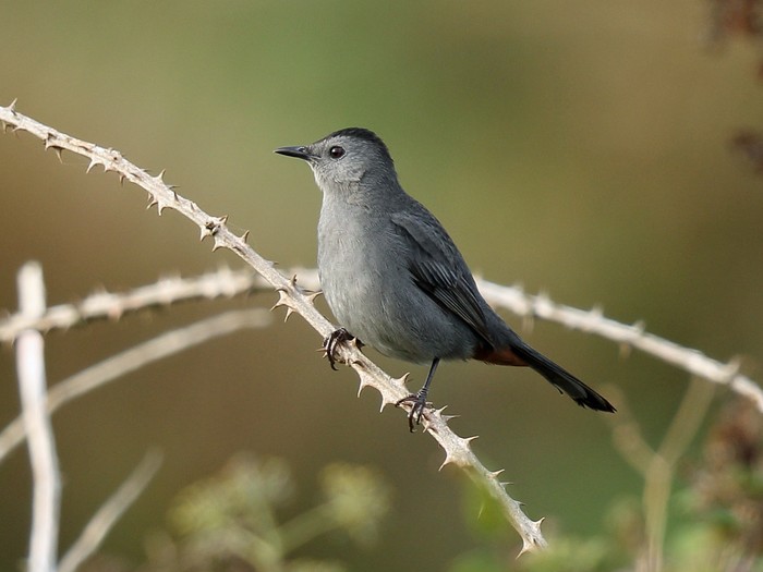 Grey Catbird