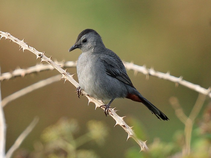 Grey Catbird