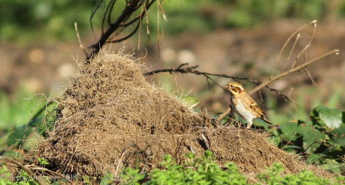 Rustic Bunting