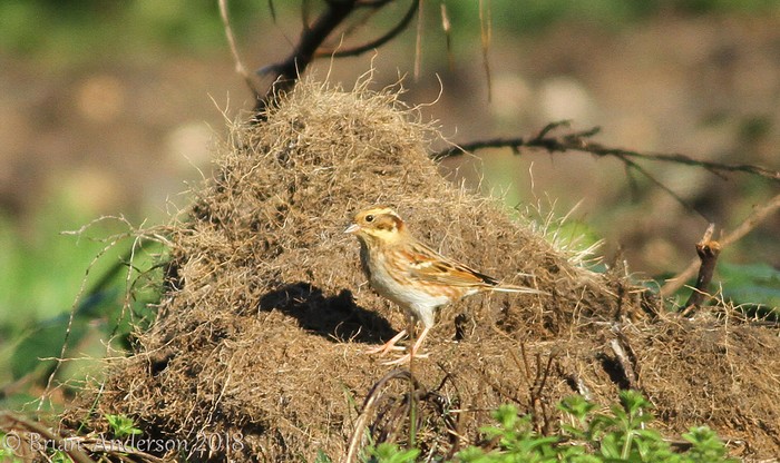 Rustic Bunting