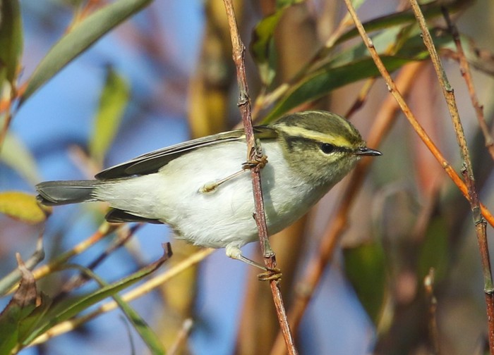 Pallas's Warbler