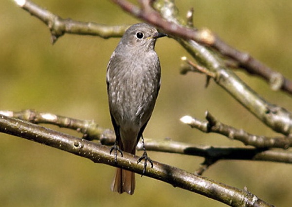 Black Redstart