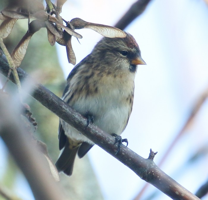 Lesser Redpoll