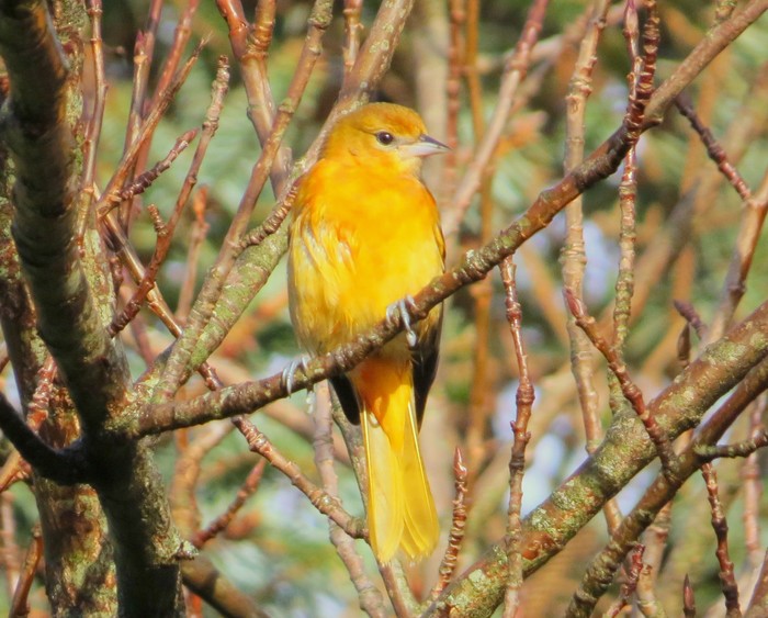 Baltimore Oriole
