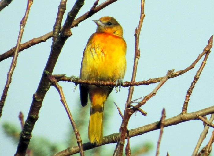Baltimore Oriole