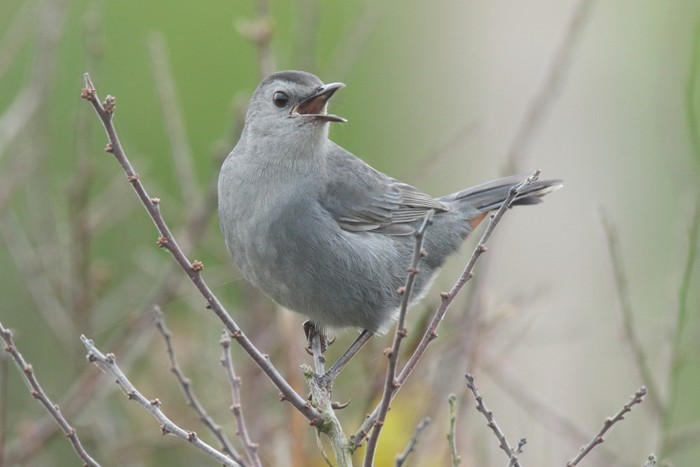 Grey Catbird