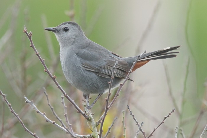 Grey Catbird