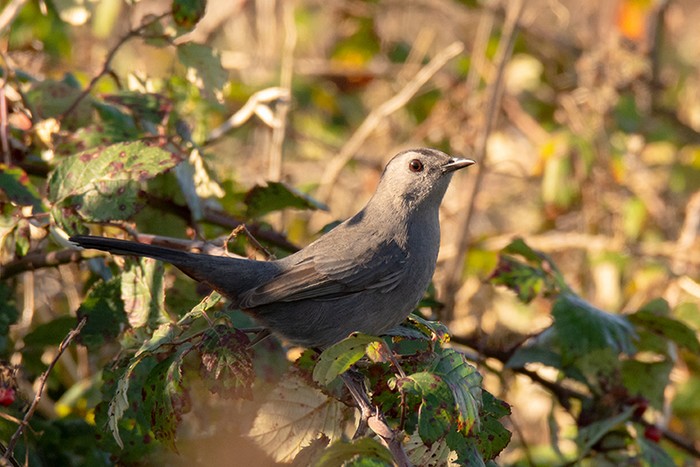 Grey Catbird