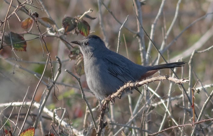Grey Catbird