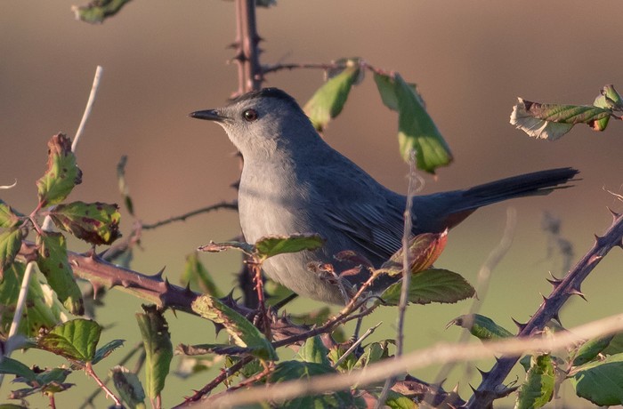 Grey Catbird