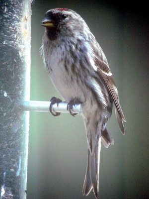 Common Redpoll