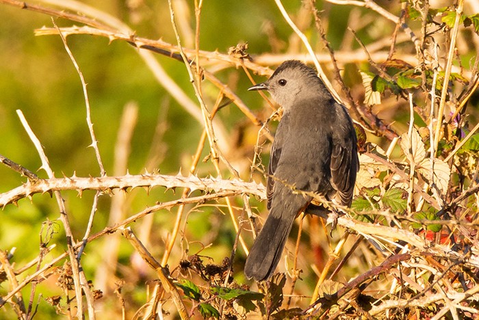 Grey Catbird