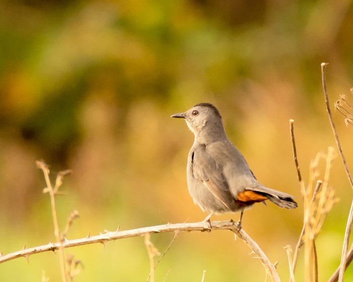 Grey Catbird