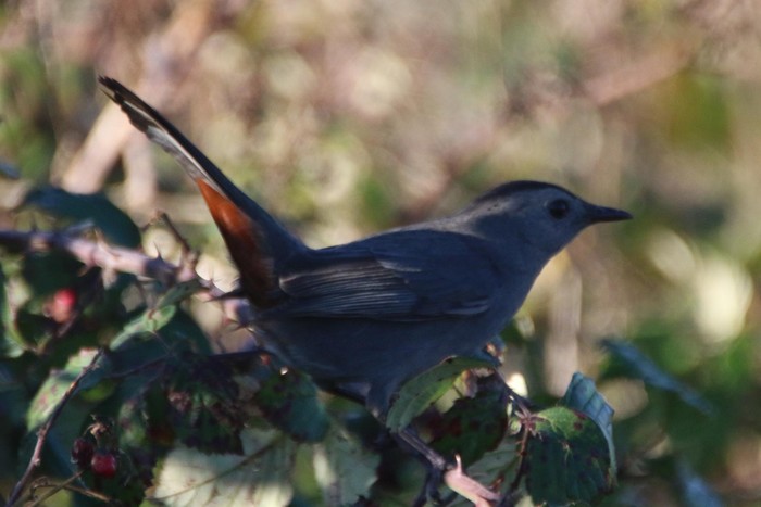 Grey Catbird