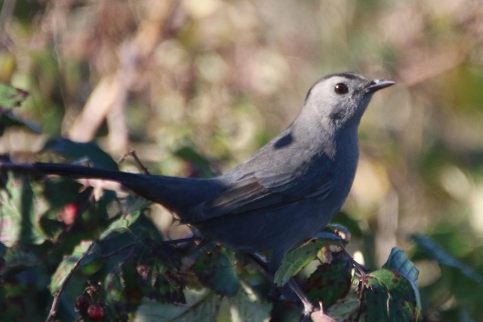 Grey Catbird
