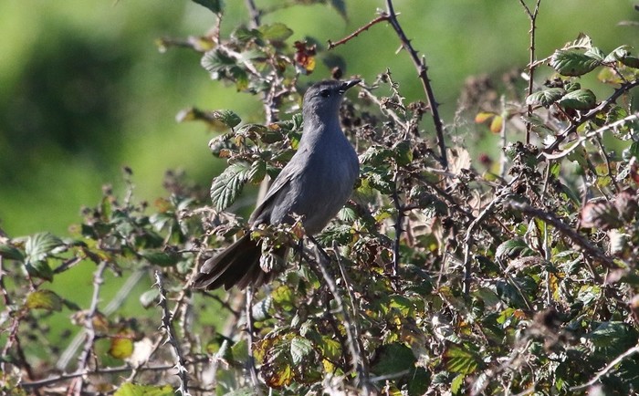 Grey Catbird