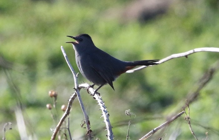 Grey Catbird