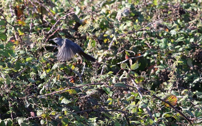 Grey Catbird