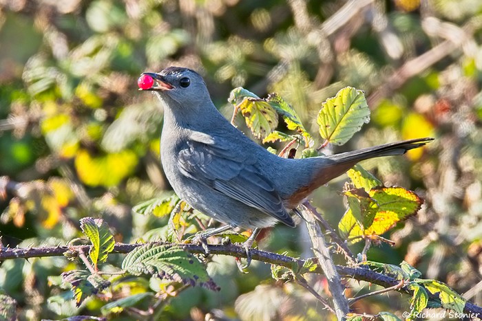 Grey Catbird