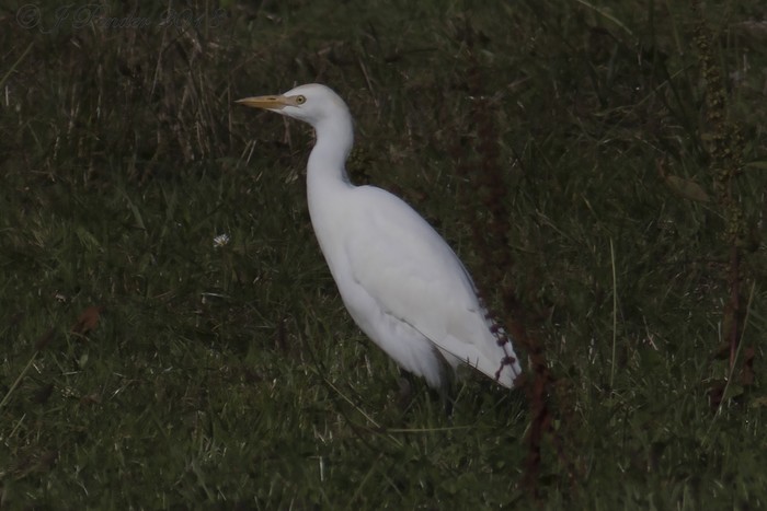 Cattle Egret
