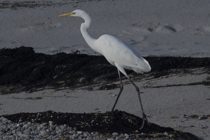 Great White Egret