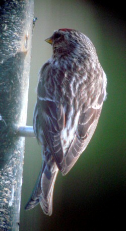Common Redpoll