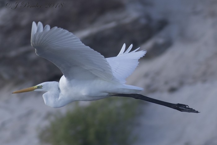 Great White Egret