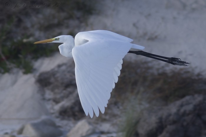 Great White Egret