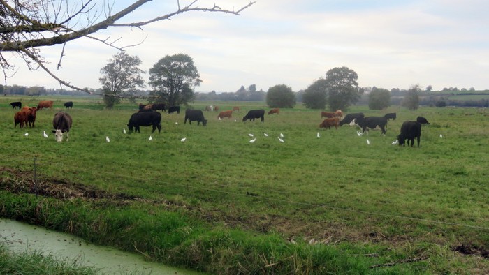 Cattle Egret