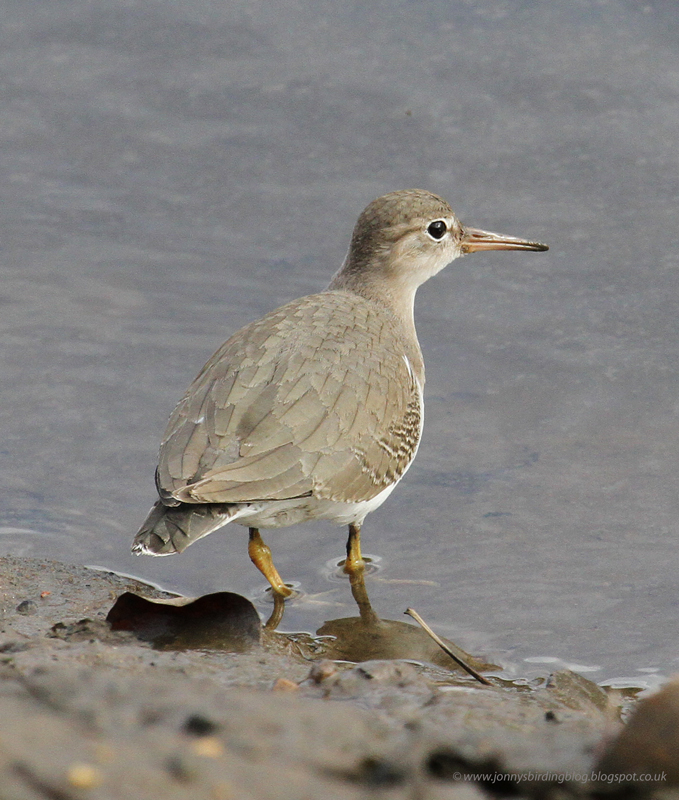 Spotted Sandpiper